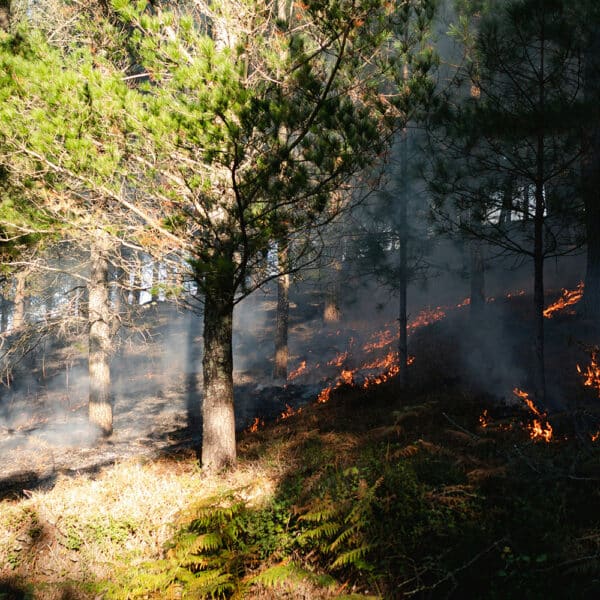 départ d'incendie de forêt